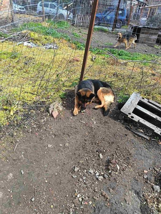 Продават се Немски овчарки