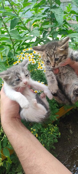 Подарок котята в добрые руки
