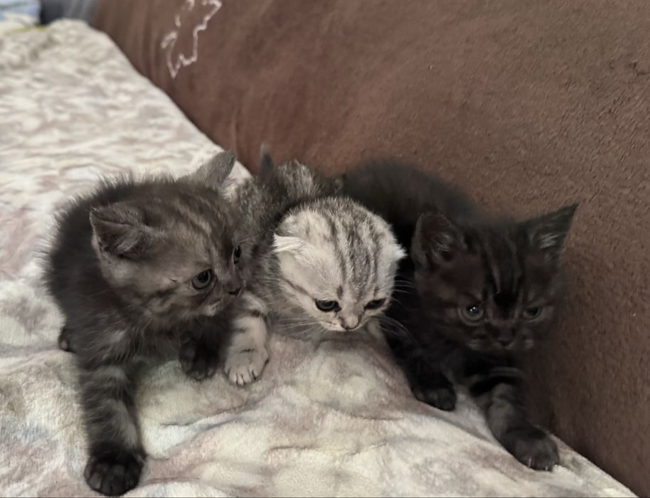 Котята шотландские скоттиш фолд