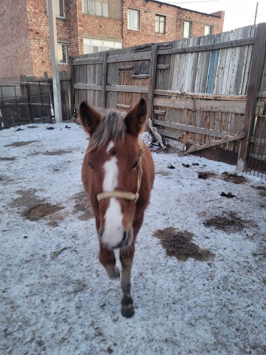 Жеребец Ахалтекинец + Жабы