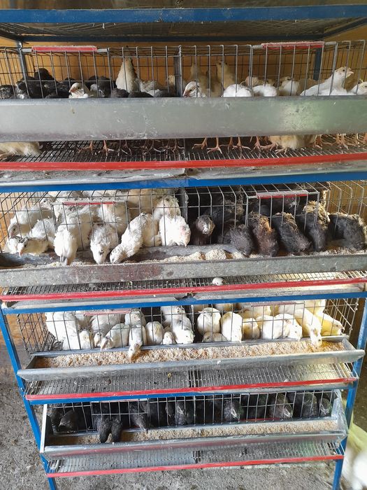 Prepelițe baieti pentru sacrificat au 2 luni