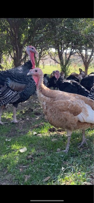 40шт үндік сатылады қоразы