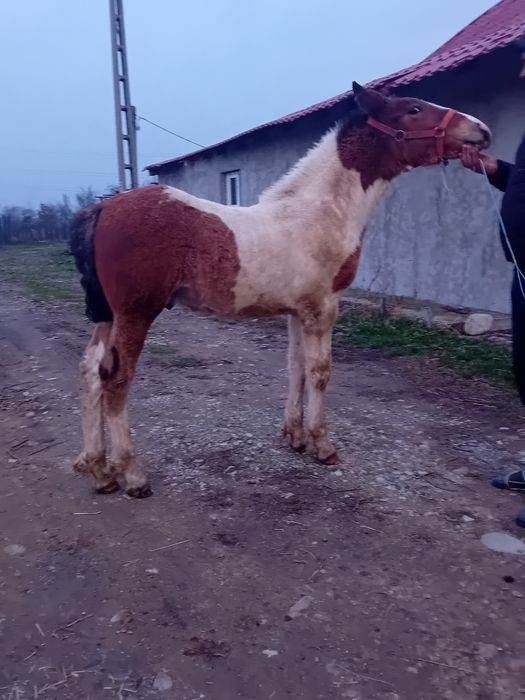 Vand manz gypsy vanar vârstă 3 luni  manzul se da la 4 luni