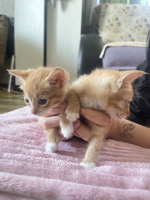 Отдам бесплатно котят