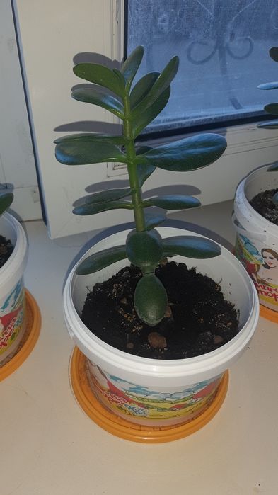 Комнатный цветок