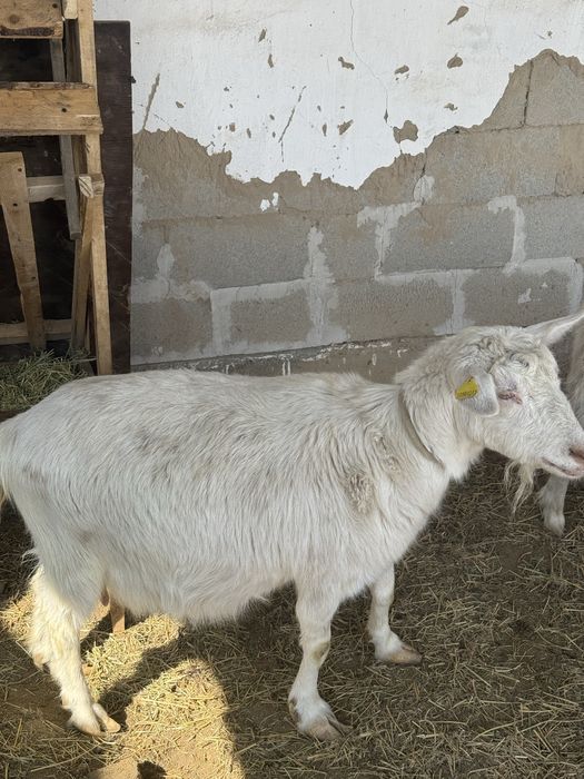 Ешкілер,ешкы,козлы