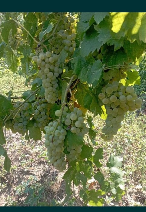 Struguri pentru vin
