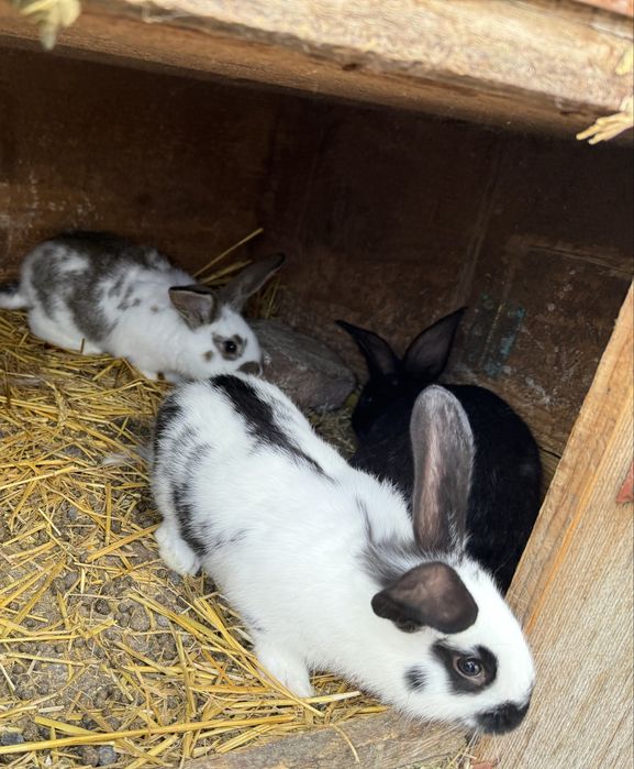 Vând iepuri metiș Hycole Francez