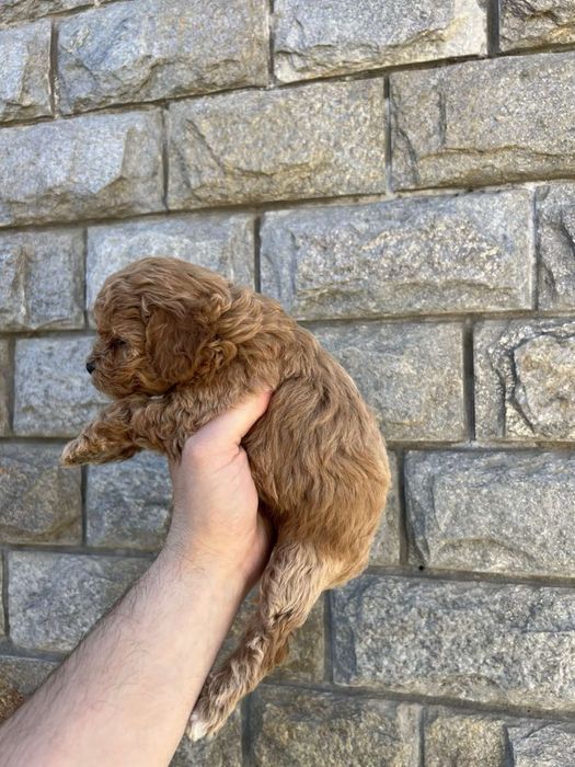 Той Пудрлчета ‘Мини