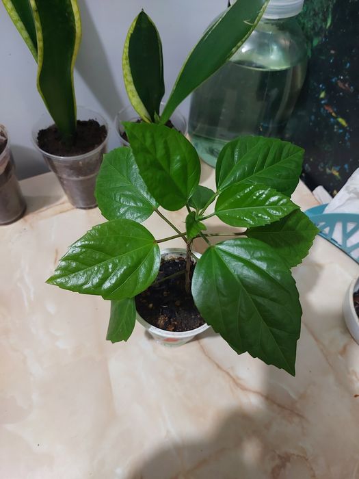 Цветы комнатные растения