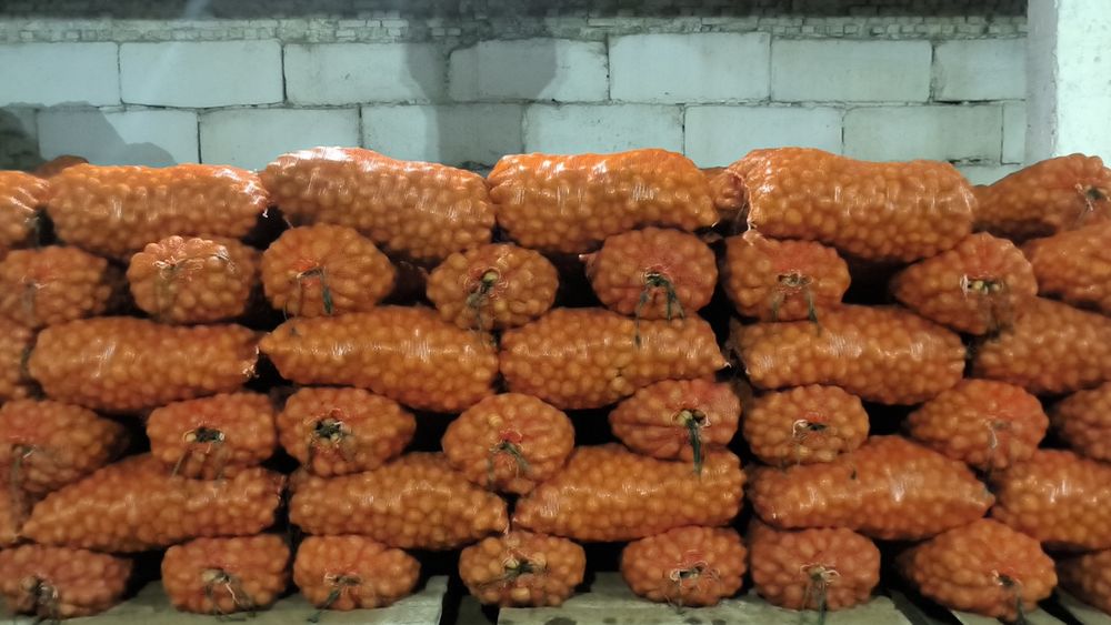 Картофель семена