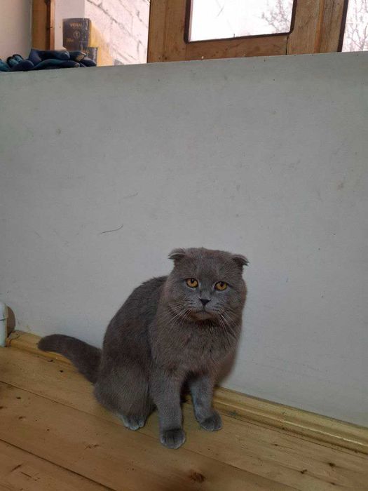 Erkak mushuk sotiladi, Scottish Fold