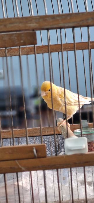 Канарейка самец шмель ярый/Шмель тайёр нар