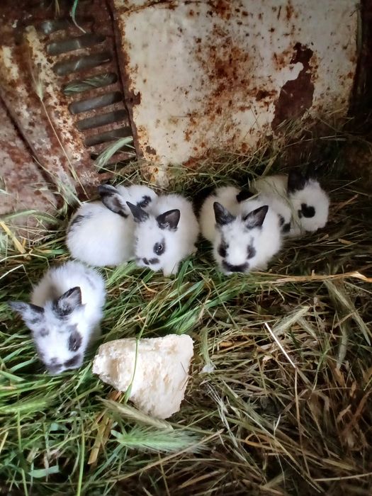 Iepuri mini toy puisori mici pitici