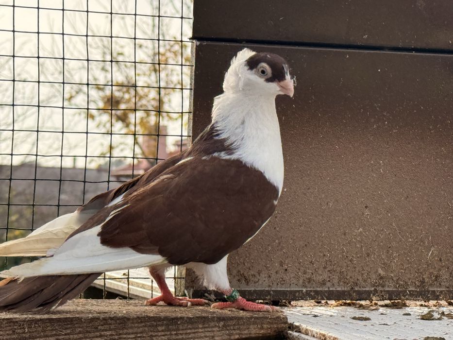 Porumbei jucatori galateni