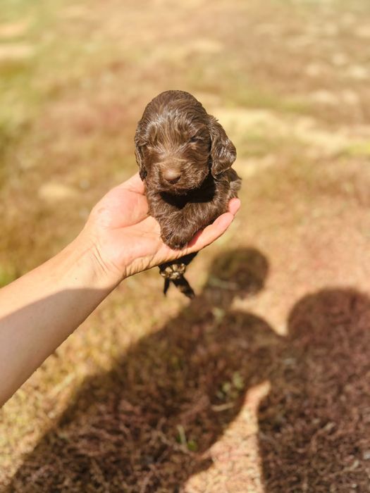 Щенкий охотничий спаниель