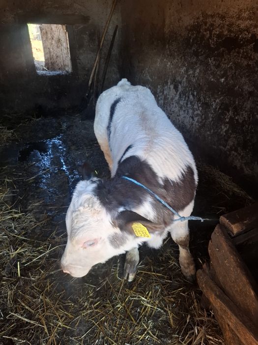 Vând vițel Belgian!