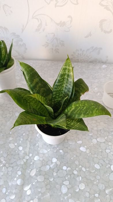 Комнатные растения. Сансевиерия