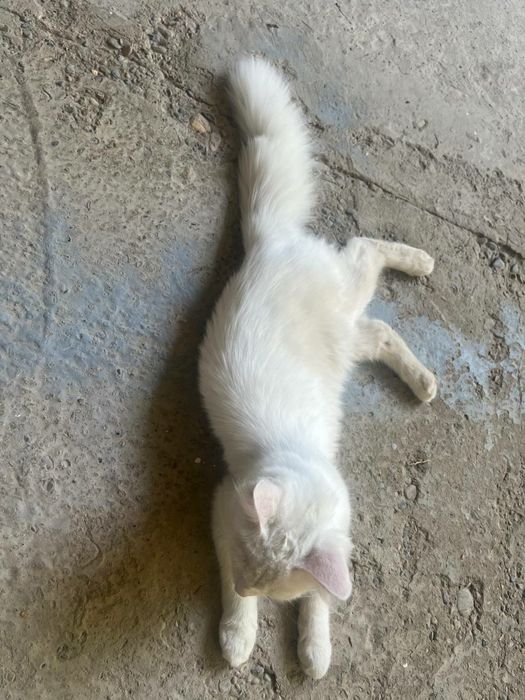 Zotli Mushuk kafolati bilan