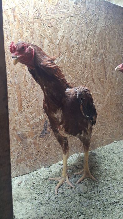 Продам дакана 6 месяцев