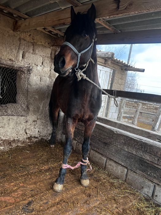 8 жасар Айғыр сатамын .