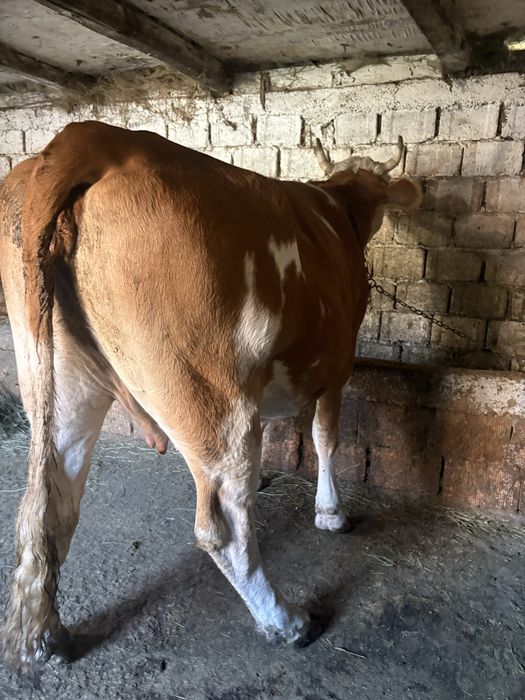 Vand vaca urgent