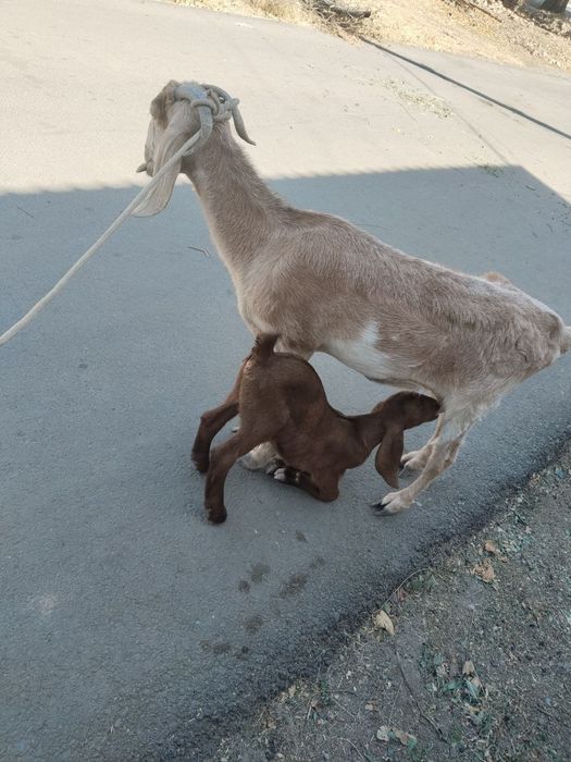 Bedal sotiladi 3litr sut beradi
