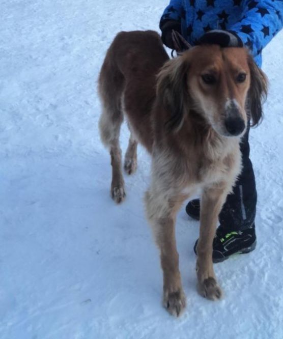 Тазы кобель мощный