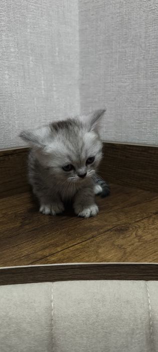 Срочно Продается Шиншила