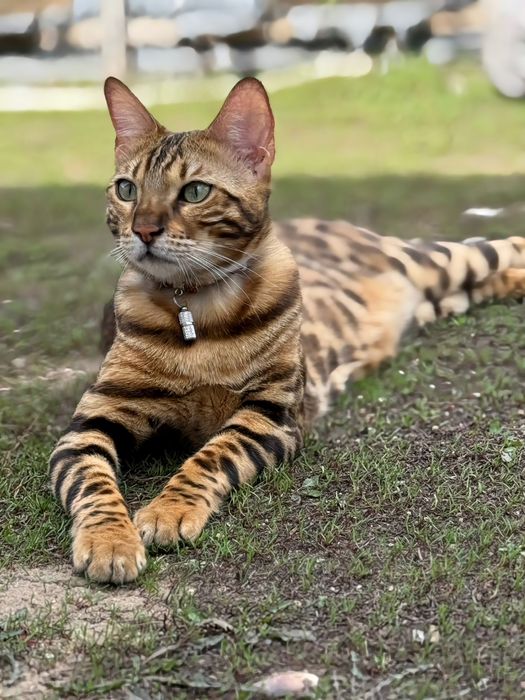 Бенгальские элитные котятки