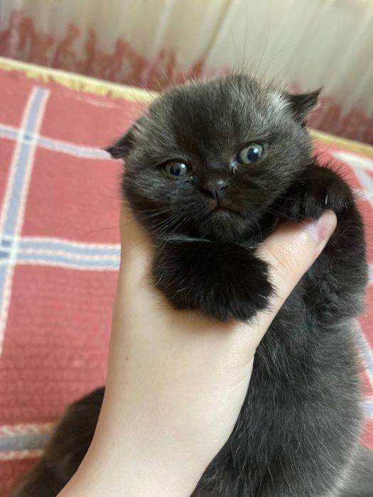 Продается котенок