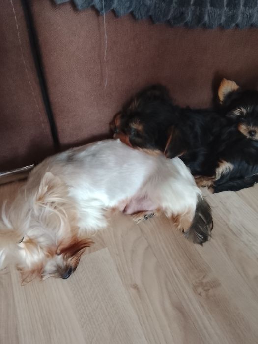 Мини йоркита, момче и момиче!