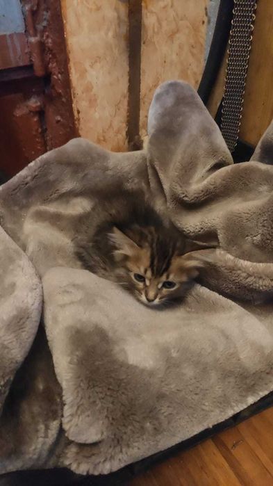 Крысоловы ищут дом