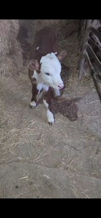 одежда Бузаулар сатылады