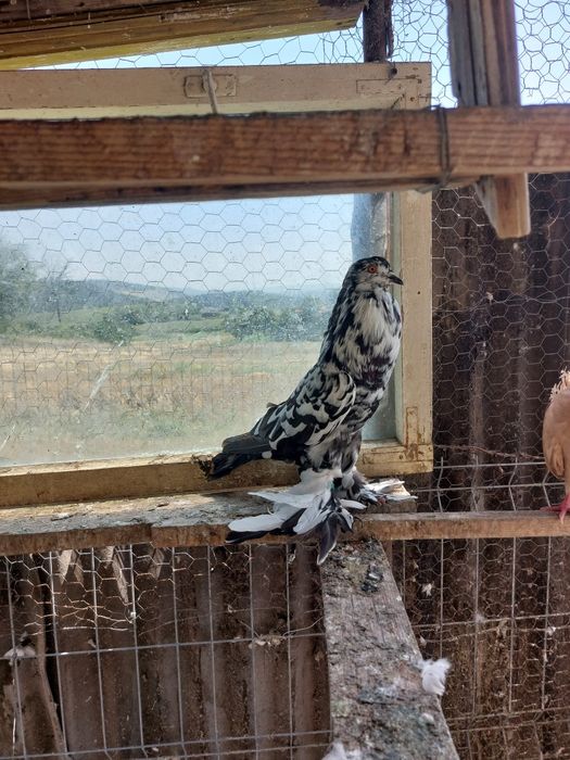 Vind porumbei tineret și maturi