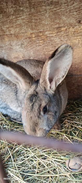 Vând iepuri de 9 luni