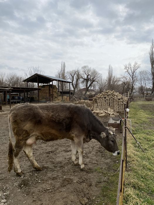 сиыр сатылады