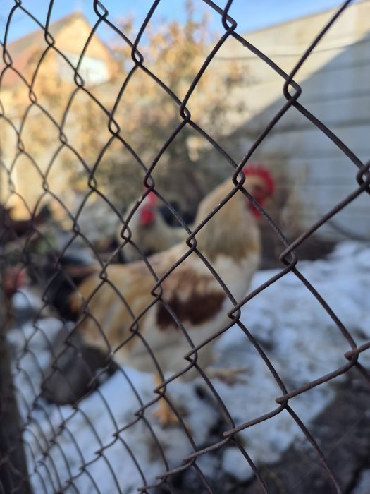 Продам петухов домашних