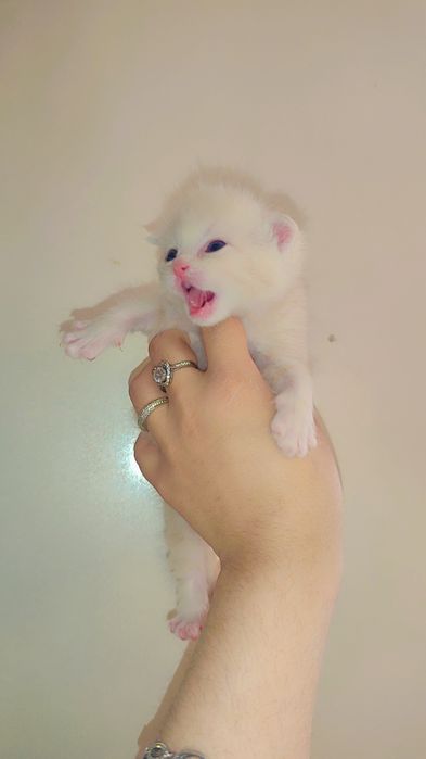 BRON. Skotish fold skotish straight britan