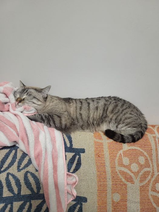 Отдам двух котиков