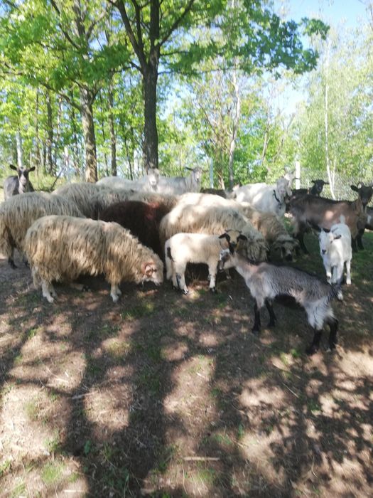 Vînd urgent capre si oi