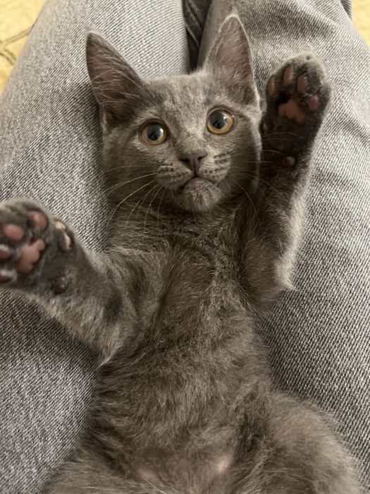Котенок ищет новый дом