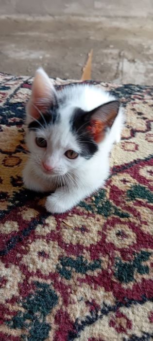 Mushuk bolalari xadyaga yaxshi qaredigan insonlarga