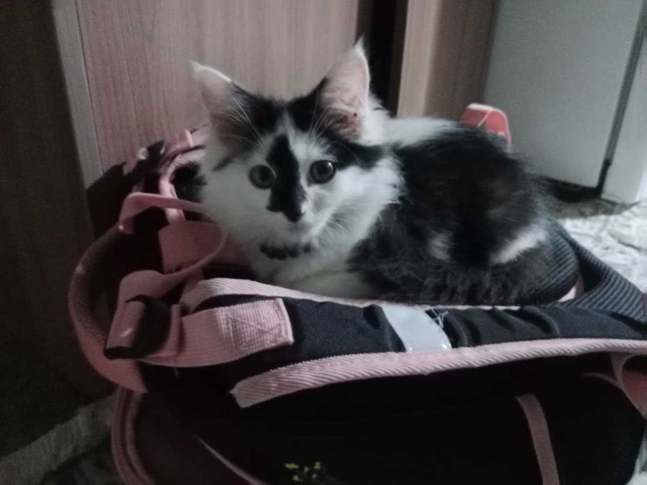 Котик 3 месяца ласковая девочка.