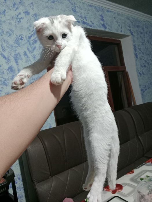 Котёнок 5 месяцев Scottish Fold