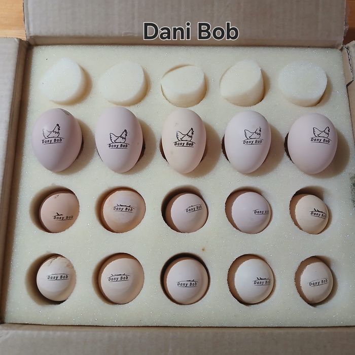 Puișori de găina rasa Australorp