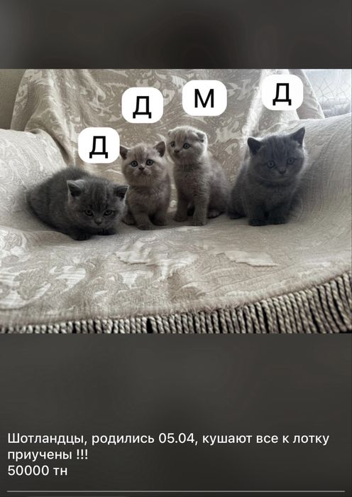 Кошка    шотландцы