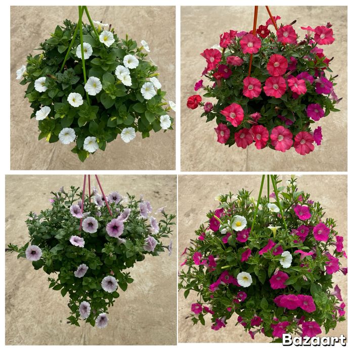 Ампельные петунии