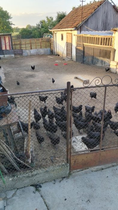 Austrolop negru .