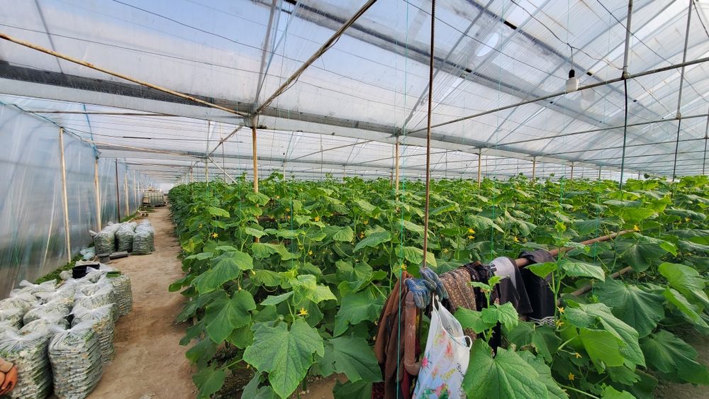 Теплица Сотилади состояние Супер Продаётся Теплица состояние как новый